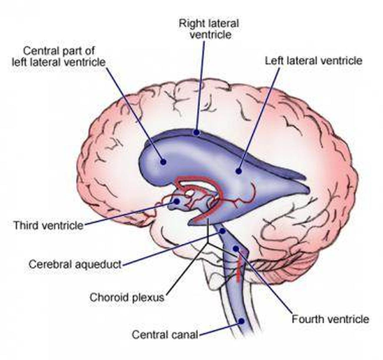 Pictures Of Cerebral Ventricles