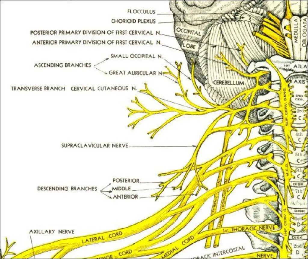 cervical spine nerves impingement x ray