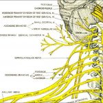 Pictures Of Cervical Spinal Nerve