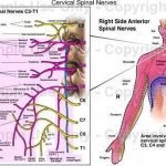 Pictures Of Cervical Spinal Nerve