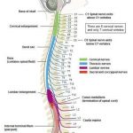 Pictures Of Cervical Spinal Nerve