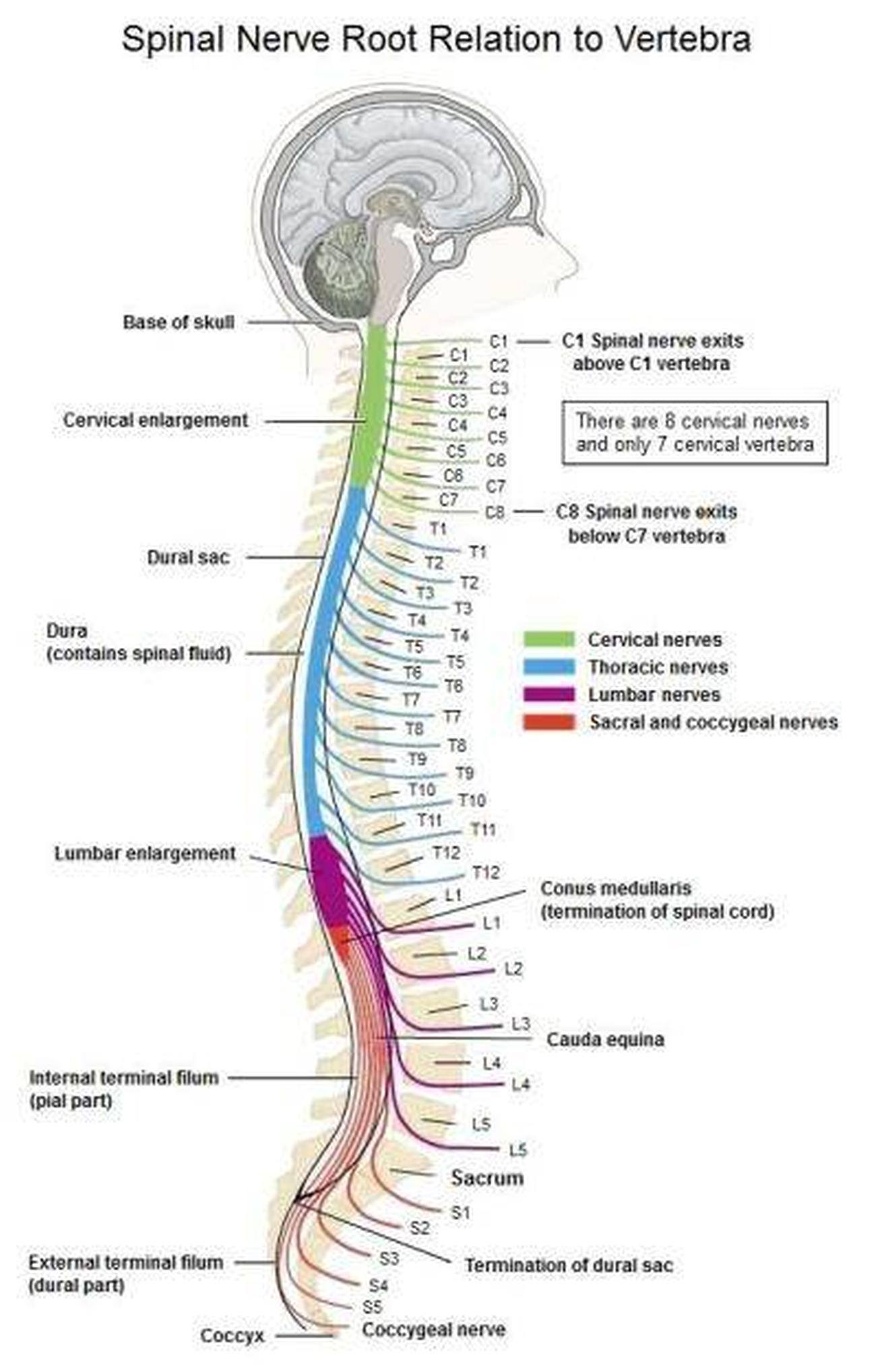 Spinal cord cranial nerve