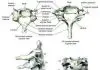 Pictures Of Cervical Spine