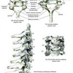 Pictures Of Cervical Spine