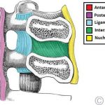 Pictures Of Cervical Spine