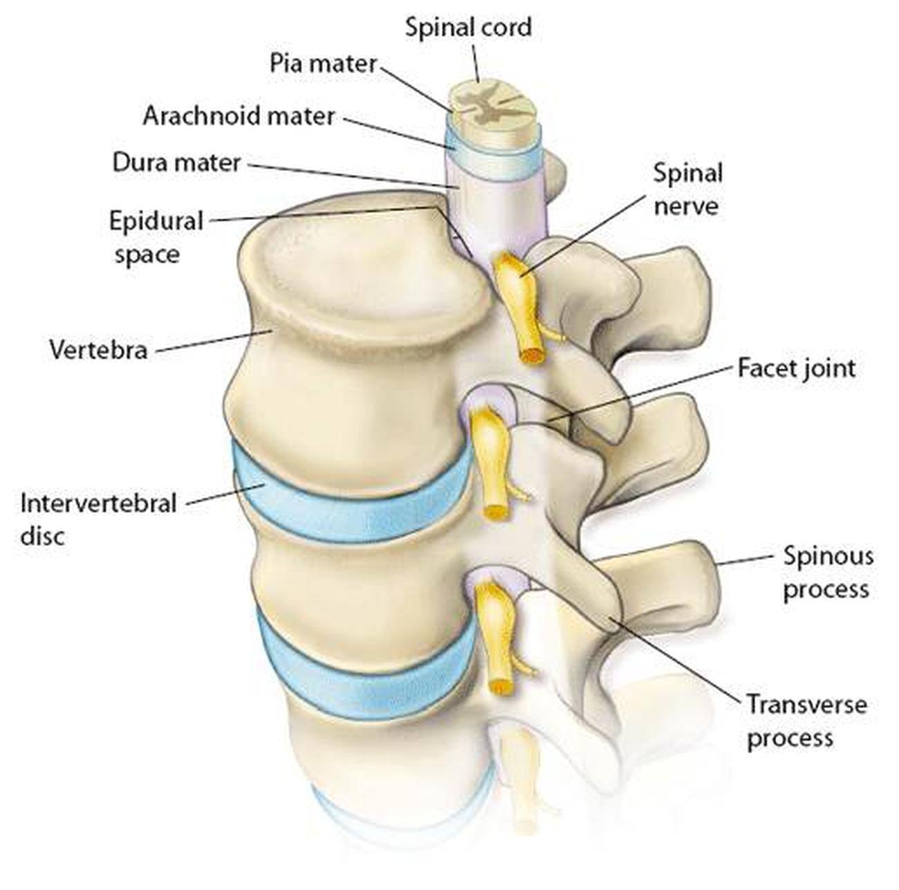 Pictures Of Cervical Spine
