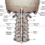 Pictures Of Cervical Spine