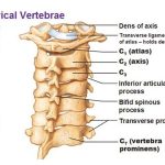 Pictures Of Cervical Spine