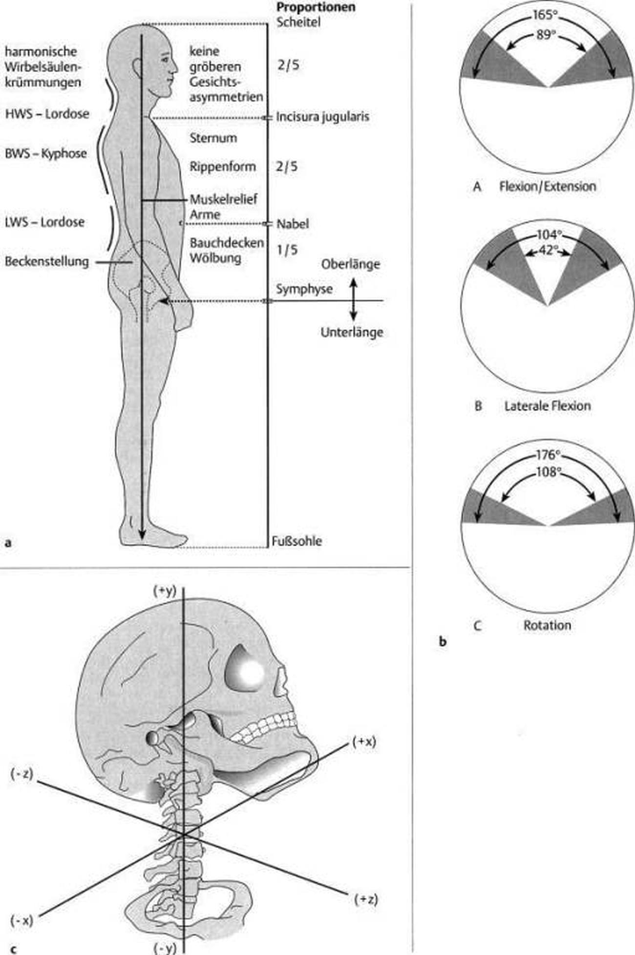 Pictures Of Cervical Spine, Movements