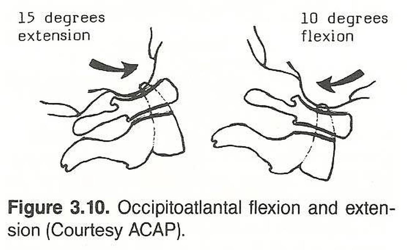 Pictures Of Cervical Spine, Movements