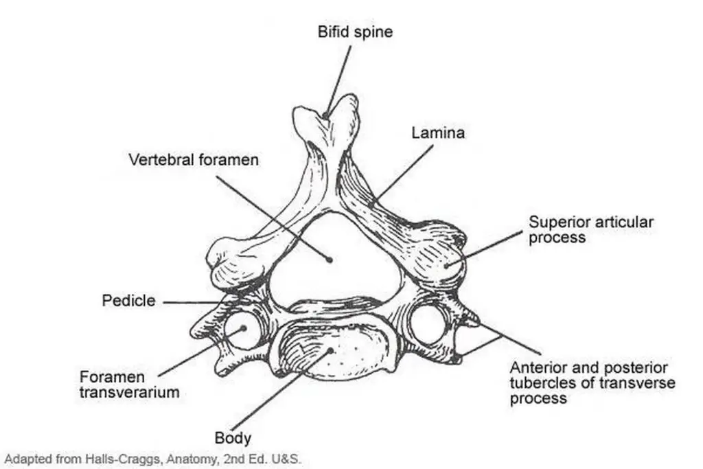 Pictures Of Cervical Vertebra