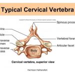 Pictures Of Cervical Vertebra