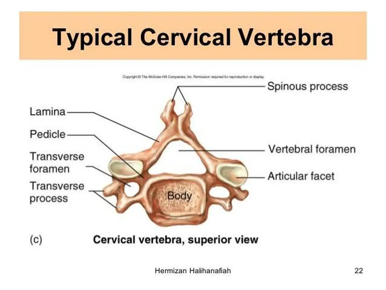 Pictures Of Cervical Vertebra