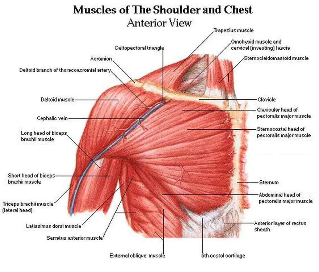 Pictures Of Chest   Pictures Of Chest 1280 1024x873 