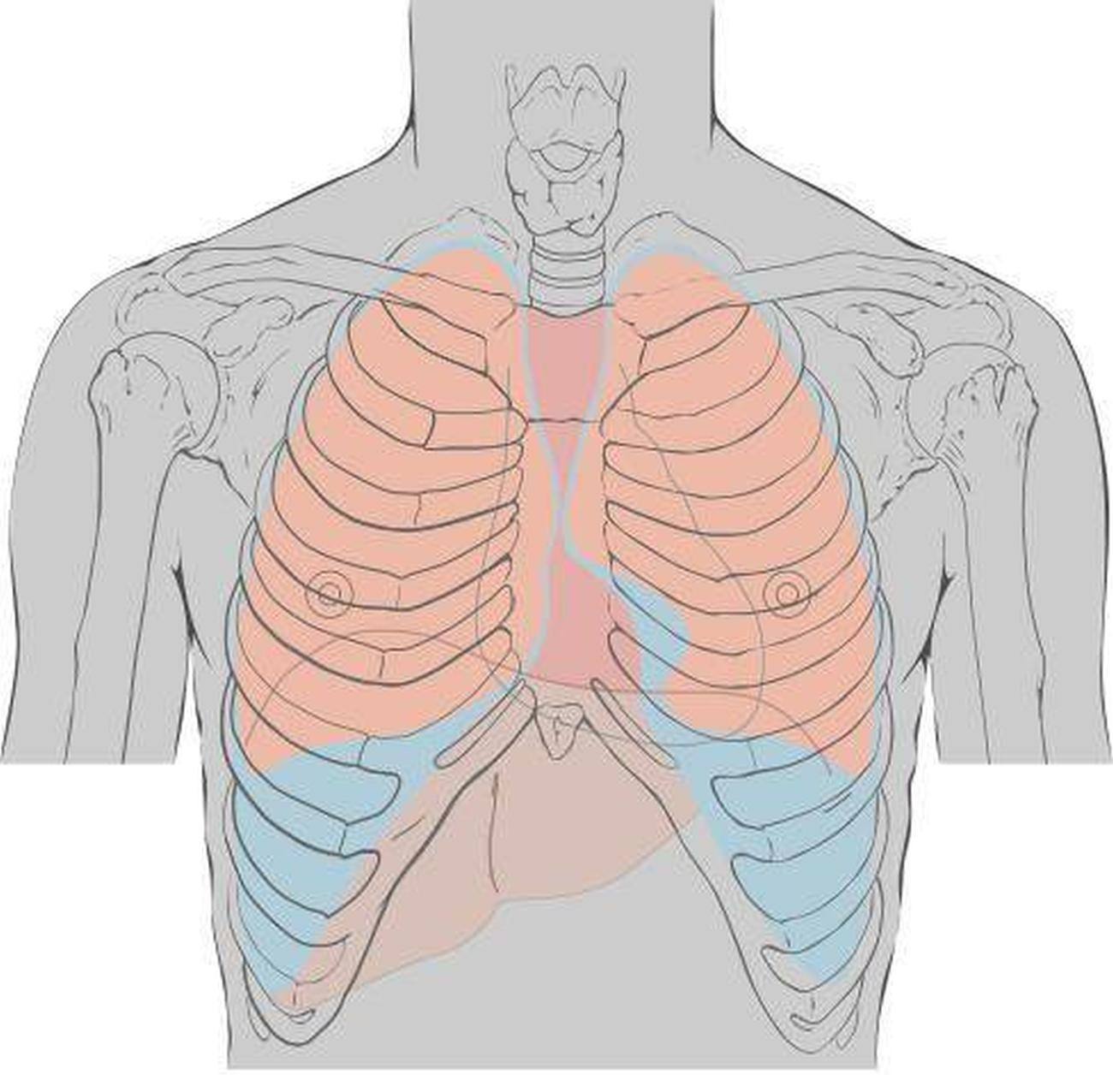 Pictures Of Chest