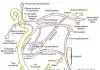 Pictures Of Chorda Tympani Nerve