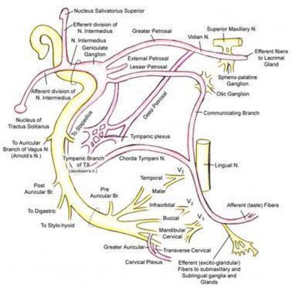 Pictures Of Chorda Tympani Nerve