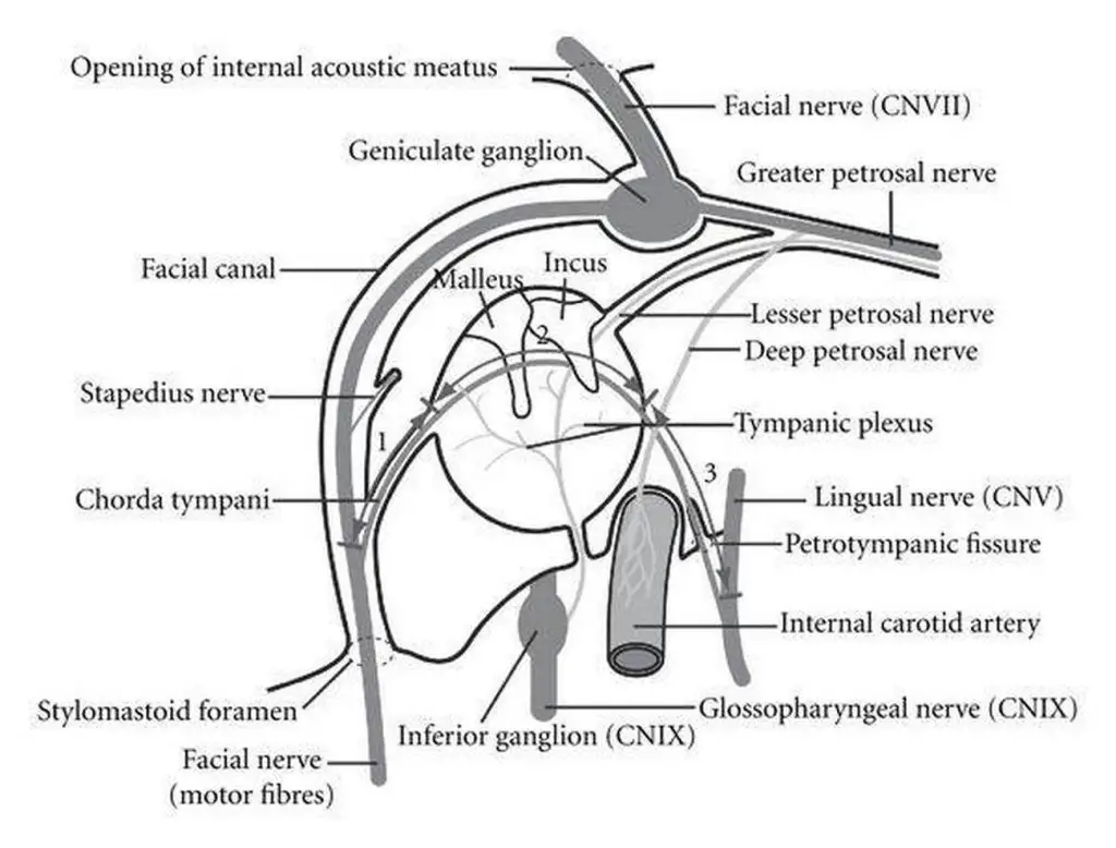 Pictures Of Chorda Tympani Nerve