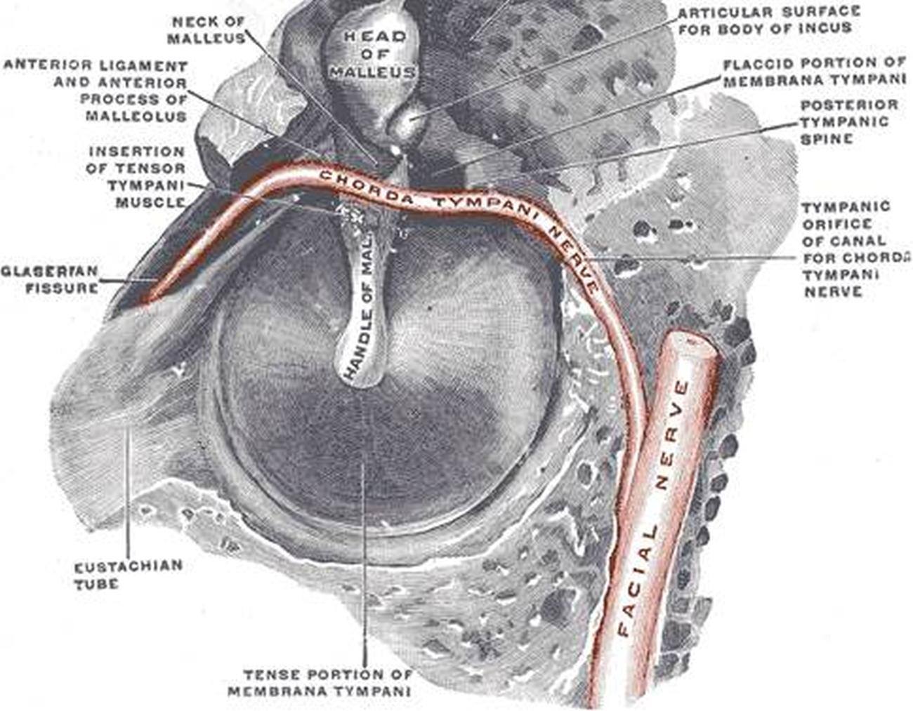 Pictures Of Chorda Tympani Nerve
