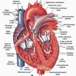 Pictures Of Chordae Tendineae