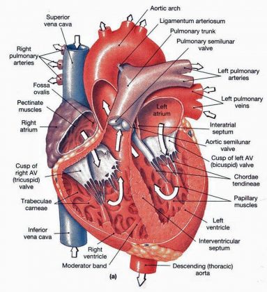 Pictures Of Chordae Tendineae