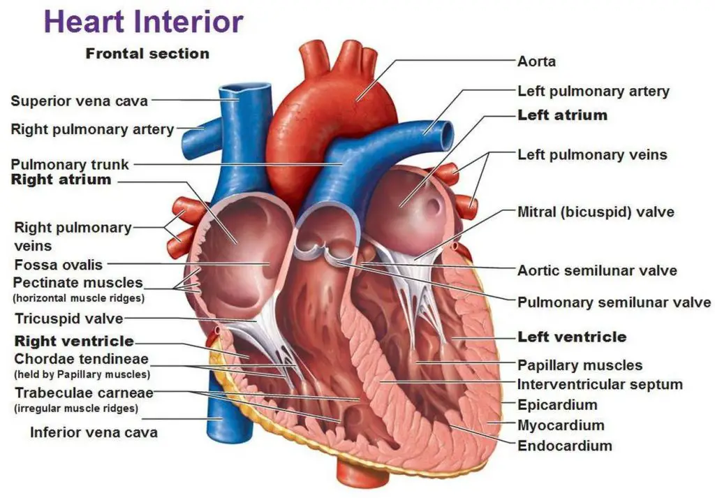 Pictures Of Chordae Tendineae