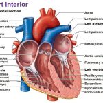 Pictures Of Chordae Tendineae