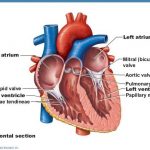 Pictures Of Chordae Tendineae