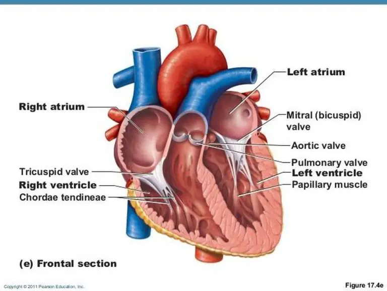 Pictures Of Chordae Tendineae