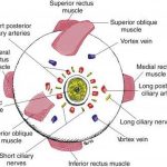 Pictures Of Ciliary Nerves