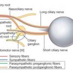 Pictures Of Ciliary Nerves