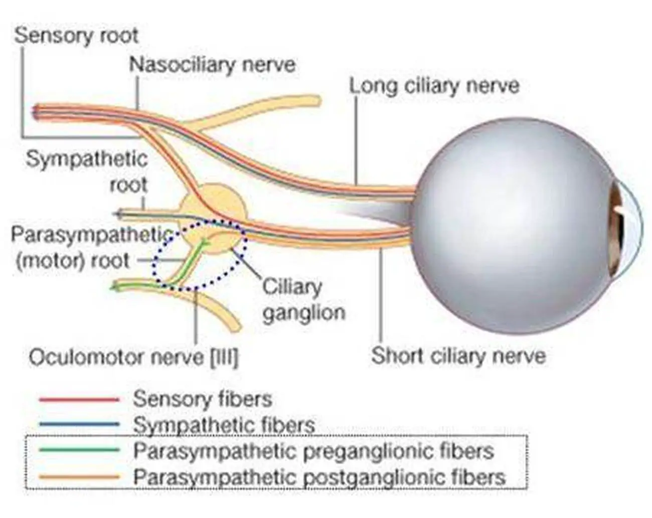 Pictures Of Ciliary Nerves