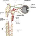 Pictures Of Ciliary Nerves