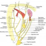 Pictures Of Ciliary Nerves