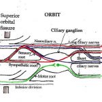 Pictures Of Ciliary Nerves