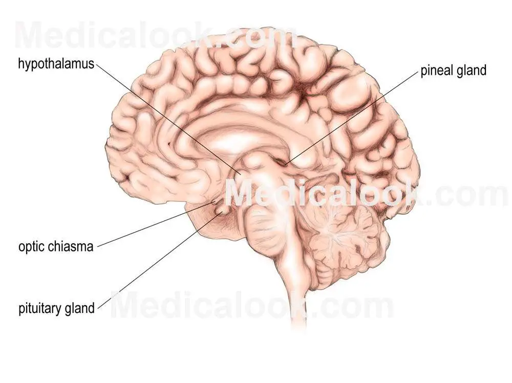 Pituitary gland diagram