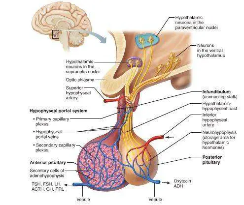 Pituitary gland diagram