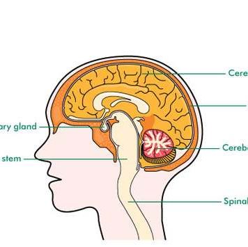 Pituitary gland diagram | Healthiack