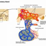 Pituitary gland diagram