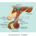 Pituitary gland diagram