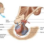 Pituitary gland diagram