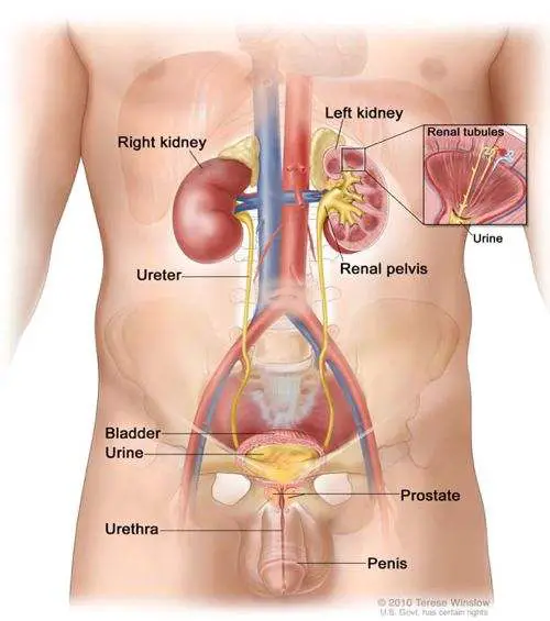 Prostate diagram