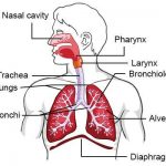 Respiratory system diagram
