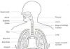 Respiratory system diagram