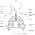 Respiratory system diagram