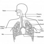 Respiratory system diagram