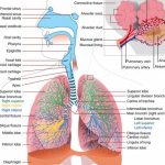 Respiratory system diagram