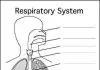 Respiratory system diagram unlabeled