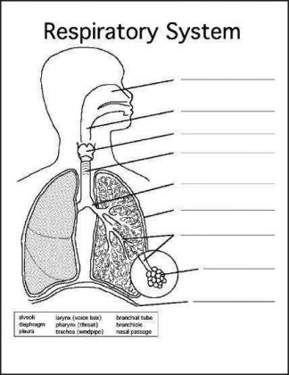 Respiratory system diagram unlabeled Respiratory system diagram unlabeled