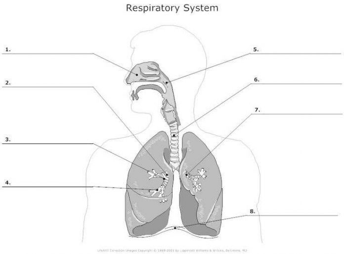 Respiratory system diagram unlabeled